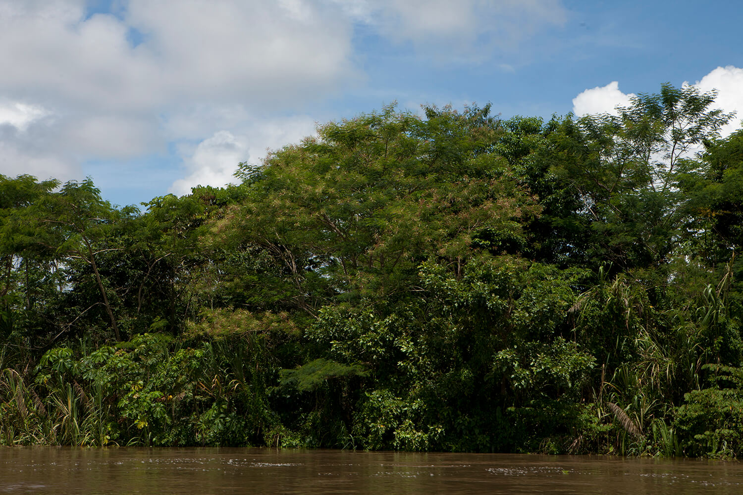 AMAZONAS 18 rio galeria_MG_6093.jpg
